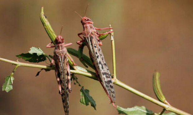 اولین گروه ملخ های صحرایی 