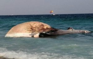 لاشه نهنگ ماده در ساحل دفن شد 
