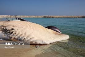 از لاشه دومین نهنگ پیدا شده در کیش جهت تعین علت مرگ نمونه برداری می شود
