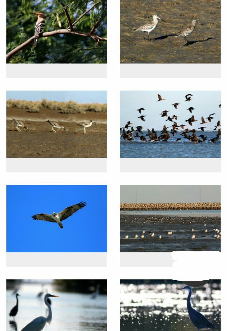 کوچ پرندگان مهاجر به هرمزگان